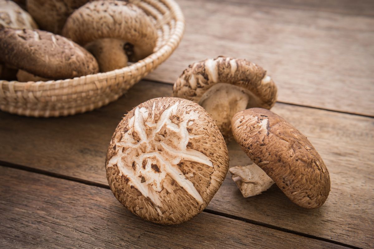 Mengenal Jamur Medicinal: Rahasia Sehat dari Alam