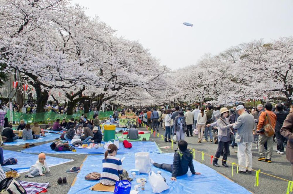 Menikmati Musim Semi Jepang: Pesona Sakura dan Budaya Unik Negeri Matahari Terbit